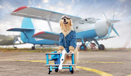 Golden retriever standing on the wooden plane toy against blue airplane