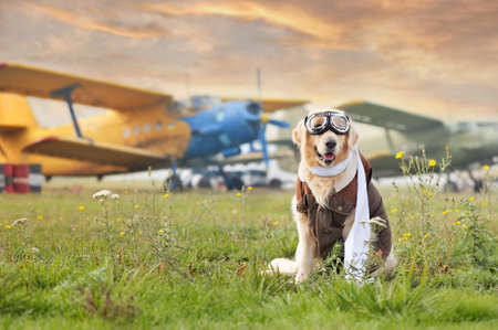 Golden retriever wearing aviator goggles and a leather jacketの写真素材