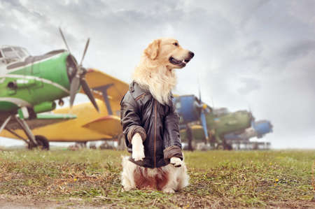 Dog sitting on hind legs against airplanes looking to the side