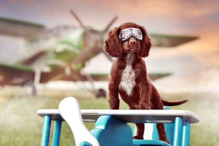 English spaniel puppy as an aviator standing on the wooden toy airplaneの写真素材