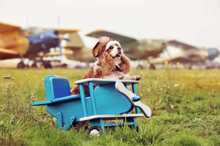 Side view picture of spaniel sitting on the wooden airplane toyの写真素材