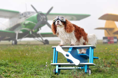 King charles spaniel wearing pilor goggles against airplanesの写真素材