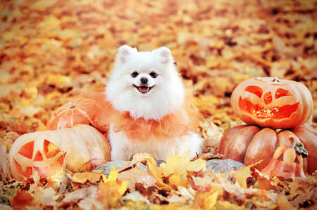 White spitz sitting between carved Halloween pumpkins at the maple tree foliageの写真素材