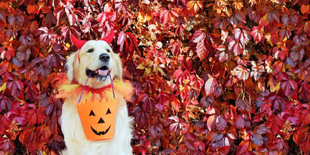 Close-up portrait of a dog wearing devil Halloween headbandの写真素材