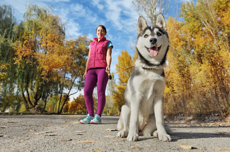 Wide angle picture of a husky dog at the walkの写真素材