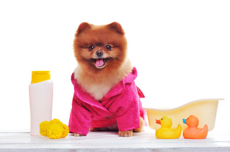 Little smiling dog after bathing in a pink bathrobeの写真素材