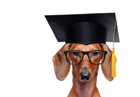 Headshot of a dachshund wearing mortar board hatの写真素材