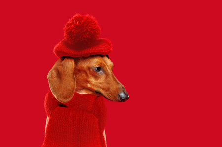 Side view portrait of a dachshund wearing red beret and scarfの写真素材
