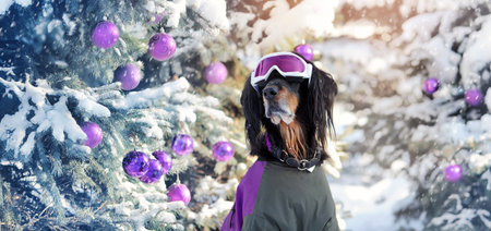 Wide banner with dog at the winter forest