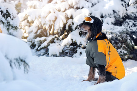 Side view picture of a dog in ski gogglesの写真素材