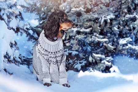 Pretty dog wearing winter pullover sitting next to snowy fir treesの写真素材