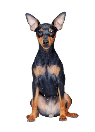 Zwerg pinscher sitting against white backgroundの写真素材