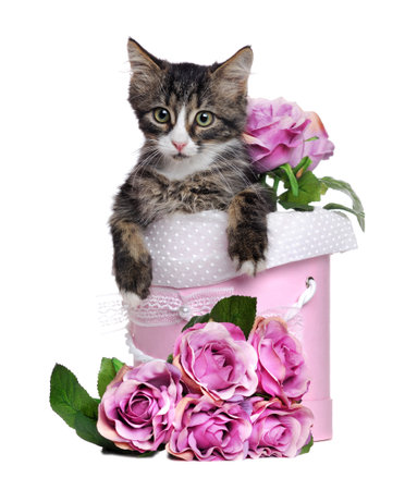 Kitten sitting in a box with pink roses isolated on white backgroundの写真素材