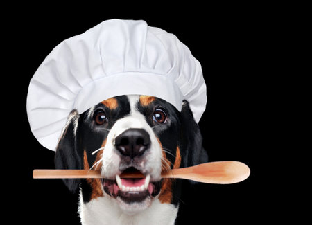 Close-up portrait of a dog wearing chef hat isolated on blackの写真素材