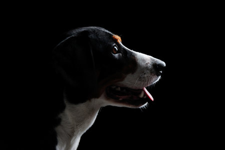 Low key head silhouette of a mountain dogの写真素材