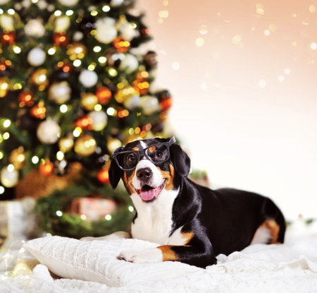 Pretty mountain dog laying o nthe plaid next to decorated Christmas treeの写真素材