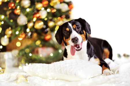 Happy dog at the Christmas tree backgroundの写真素材