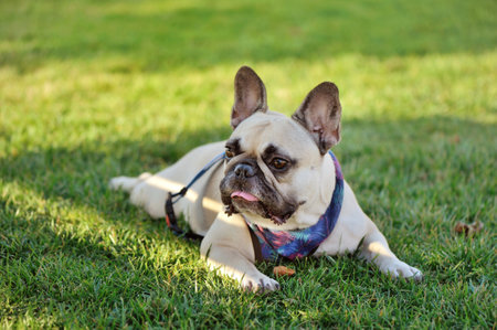 French bulldog relaxing on the grassの写真素材