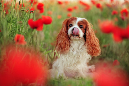King charles spaniel dog sitting at the poppy fieldの写真素材