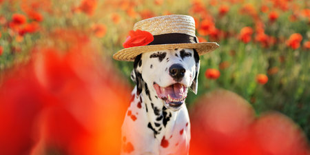 Head shot of a dalmatian dog in straw hat against poppy field backgroundの写真素材