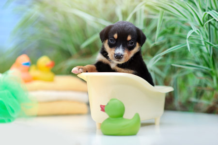 Pretty puppy sitting in the little bathtubの写真素材