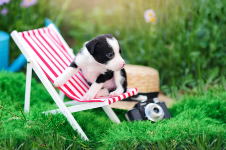 Black and white puppy in the lounge chair at the lawnの写真素材