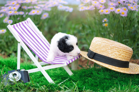 Louge chair at the lawn with a puppy sitting in itの写真素材