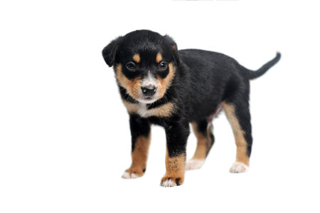 Black puppy against white backgroundの写真素材