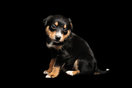 Sitting against black background little black puppyの写真素材