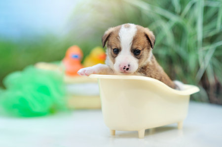 Puppy dog in the bathtub in the gardenの写真素材