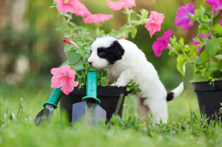 Pretty white puppy playing in the garden with garden toolsの写真素材