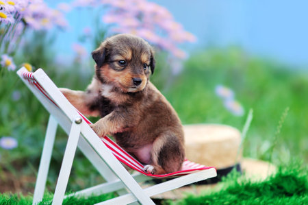 Close-up of a brown puppy in the lounge chairの写真素材