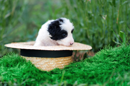 Pretty puppy sitting in the straw hat at the lawn