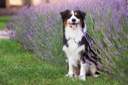 Full length picture of a sitting australian shepherd dogの写真素材