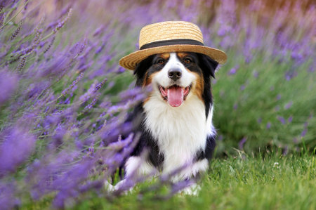 Aussie dog in a straw hat laying at lavender gardenの写真素材
