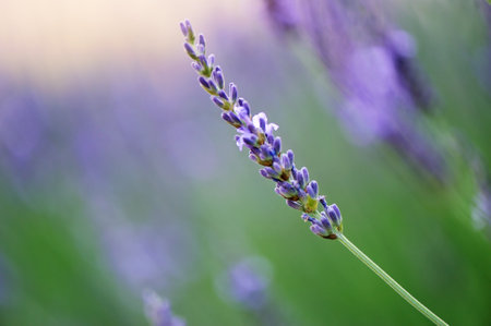 Macro picture of blooming lavender flowerの写真素材