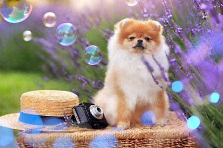 Spitz sitting next to straw hat udner lavender bushの写真素材