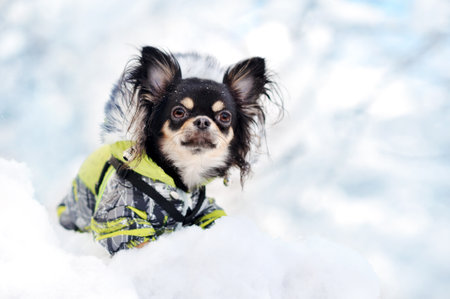 Close-up portrait of a long haired chihuahua dog wearing winter clothes with fur hoodの写真素材