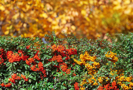 Rowan bushes fence agaist autumn trees backgroundの写真素材