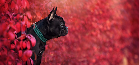 Wide picture of a side view portrait of the black french bulldog against purple foliageの写真素材