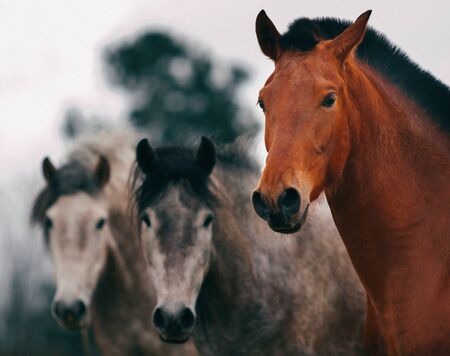 three horses of different color looking at cameraの写真素材