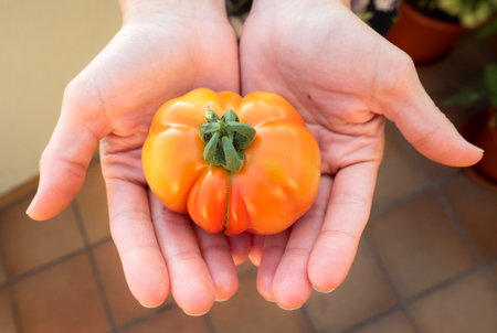 hands picking organic tomato top viewの写真素材
