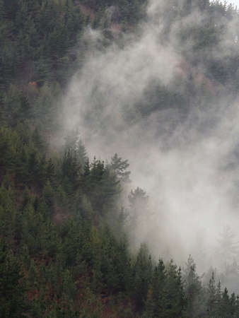 vertical landscape with foggy treesの写真素材