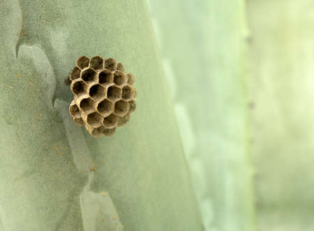 honeycomb stuck on green plant