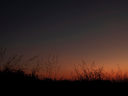detail with sunset background on the beachの写真素材
