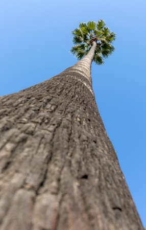 bottom view of a palm tree with blue sky in the backgroundの写真素材
