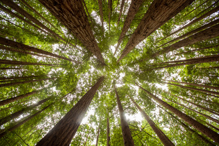 horizontal photography of large sequoia trees in cantabrian forestの写真素材