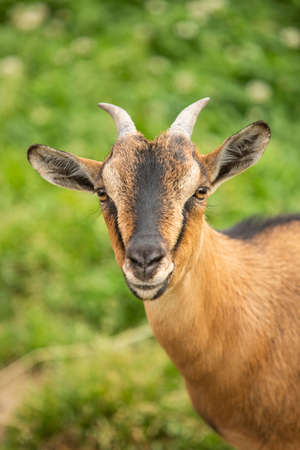 spanish brown goat looking at camera in meadowの写真素材