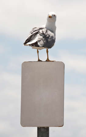 seagull over billboard with blank spaceの写真素材