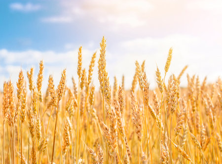 Bokeh. Defocused lights on purple backgroundの写真素材